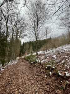 Wilde Wälder Brecht 5