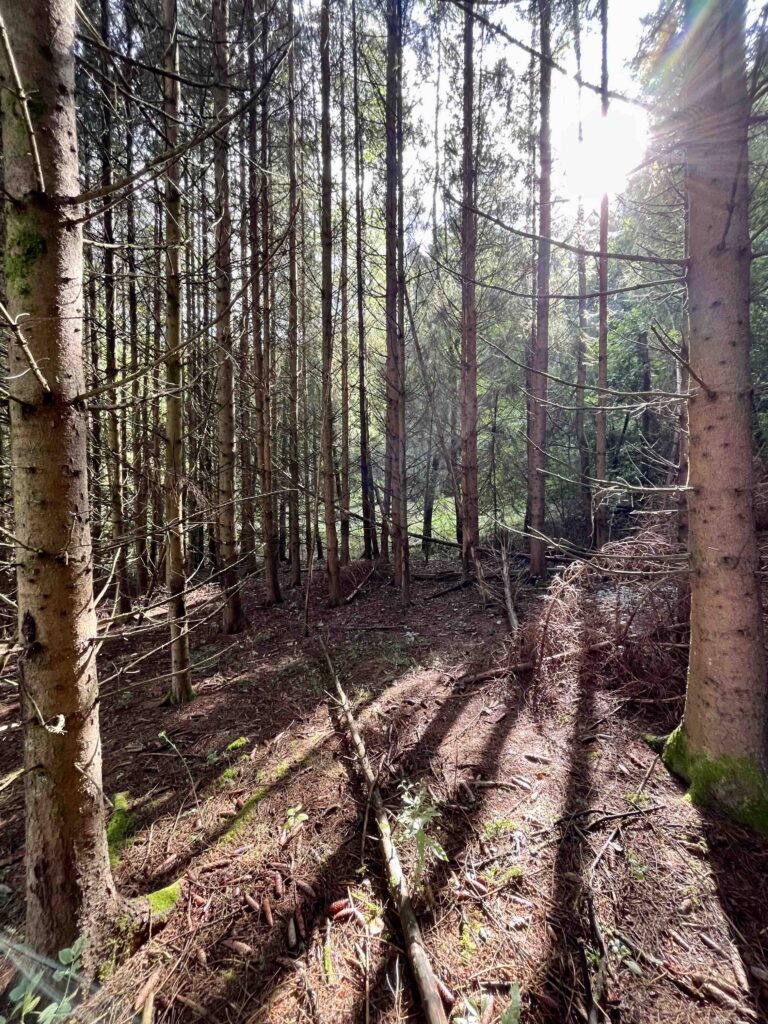 Wilde Wälder Höchstberg 4