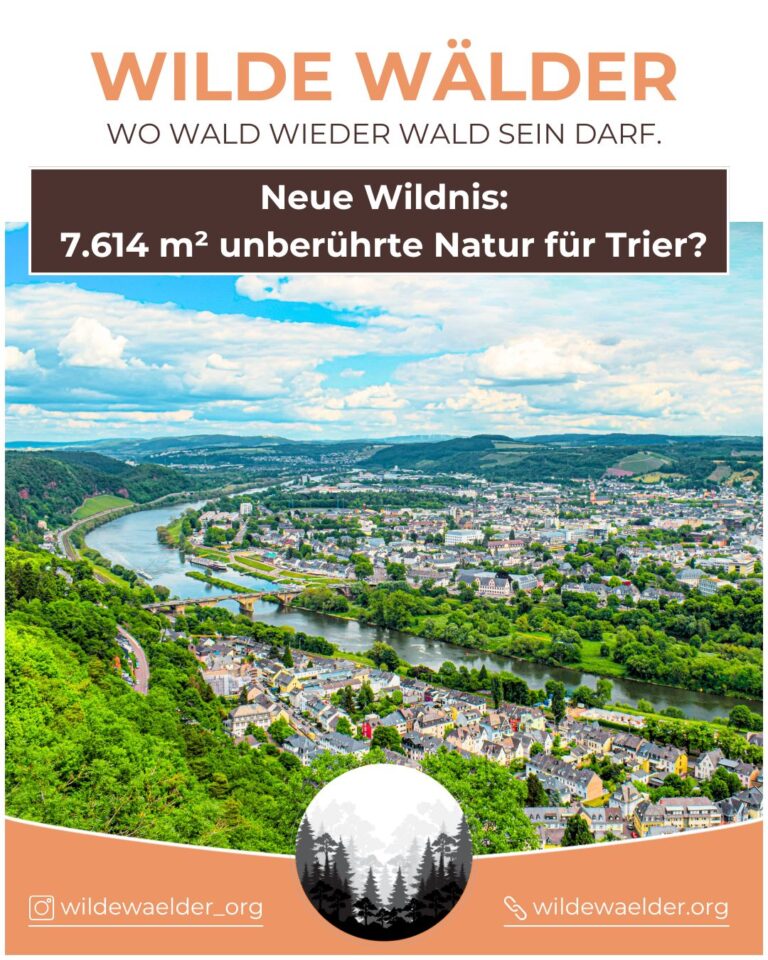 Neue Wildnis 7.614 m² unberührte Natur für Trier