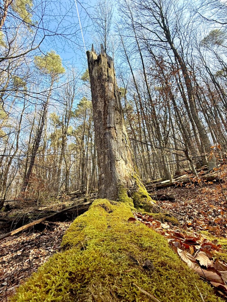 Wildnis Trier 1