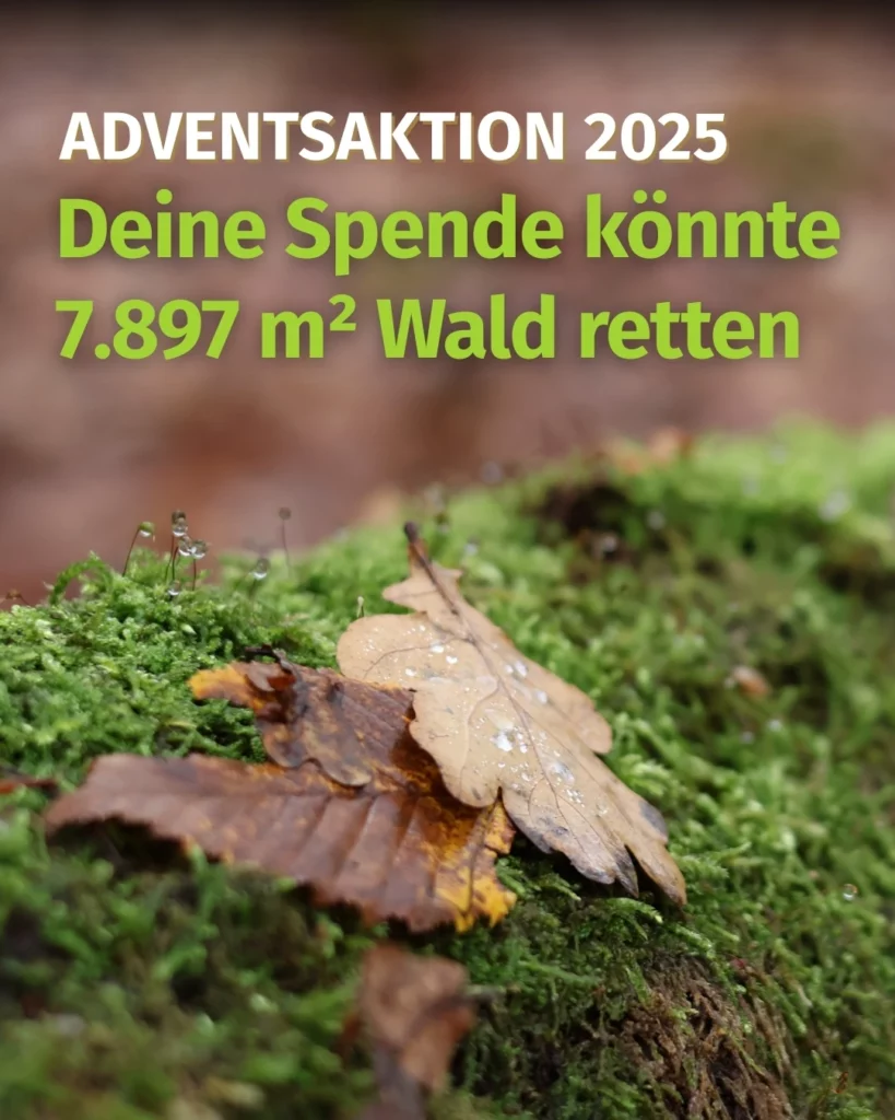 Wilde Wälder Adventsaktion 2025 1080 x 1350 px